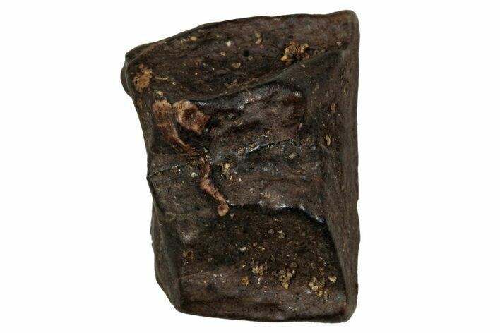 Fossil Dinosaur (Triceratops) Shed Tooth - Montana #339747